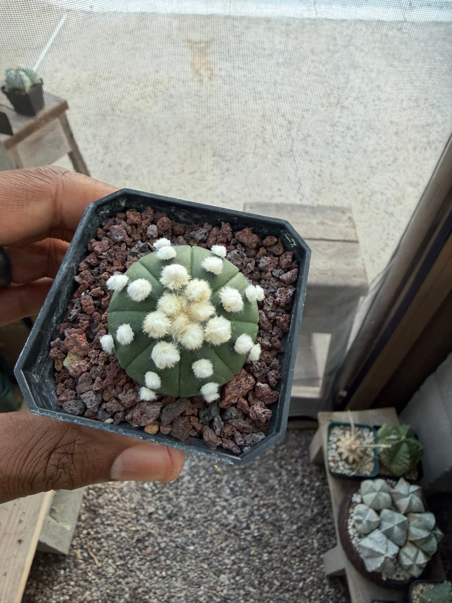 Astrophytum asterias Ooibo