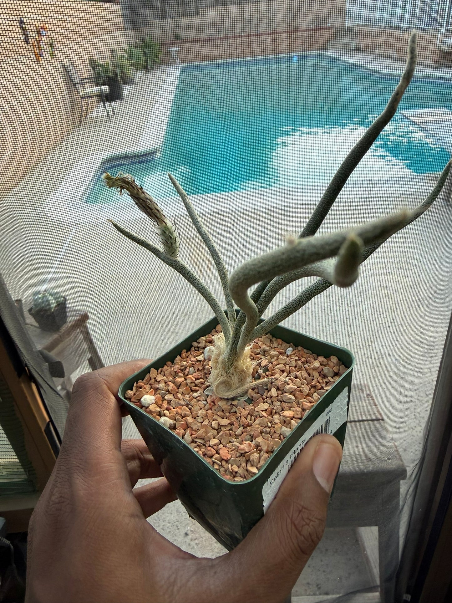 Astrophytum caput-medusae (grafted)