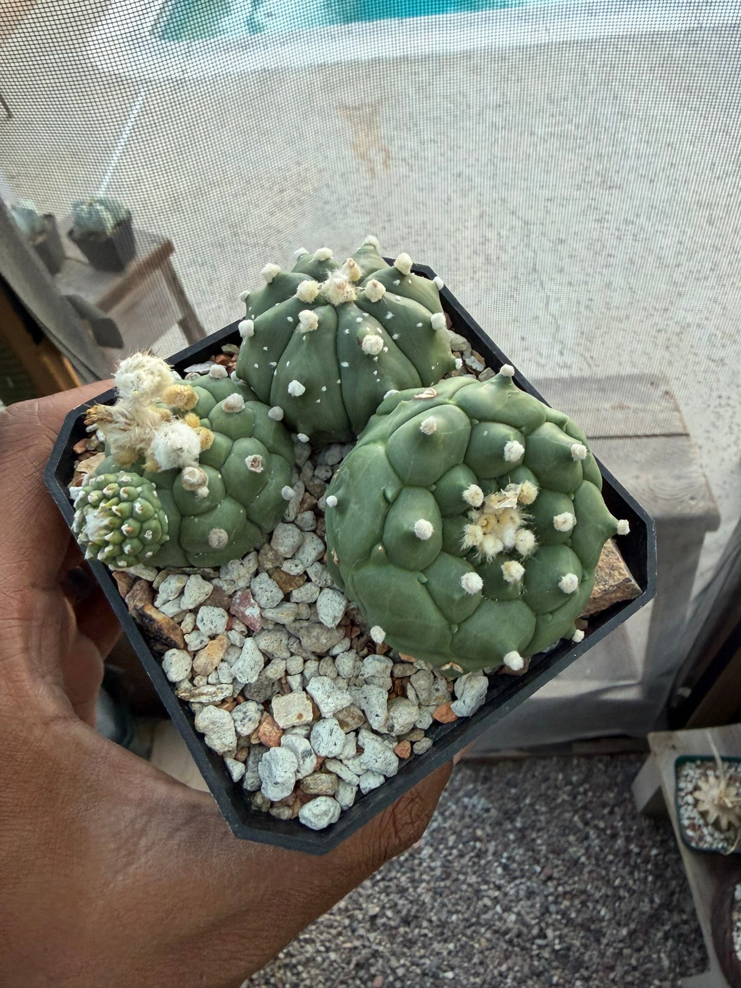 Astrophytum asterias Kikko Bundle!