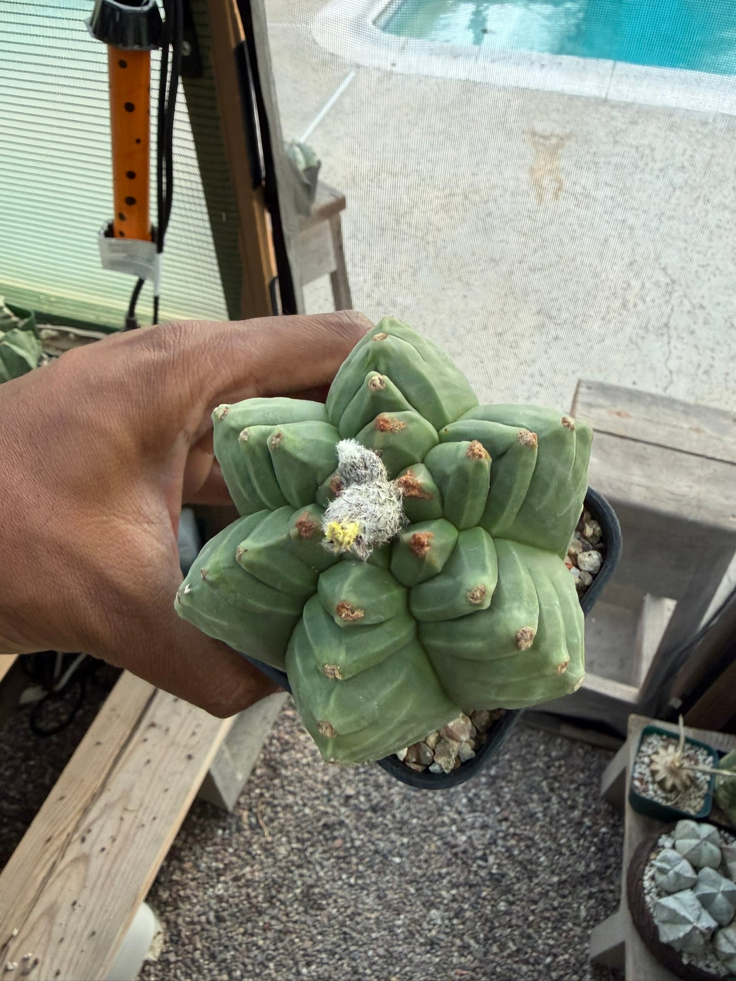 Astrophytum myriostigma Kikko Multicoastatum