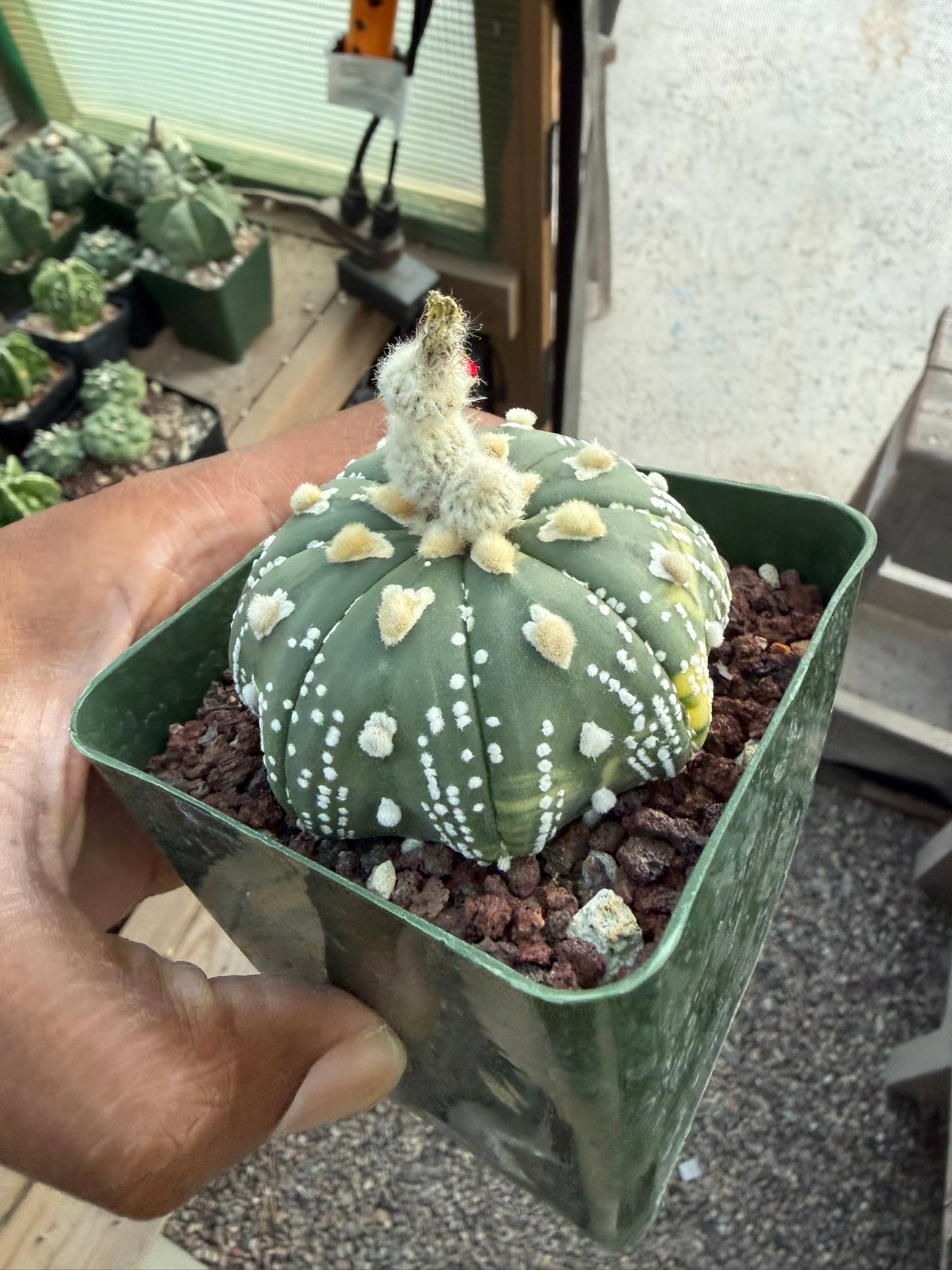 Astrophytum asterias Star Shape Variegated