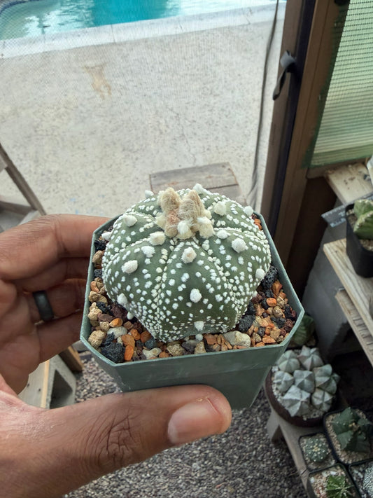 Astrophytum asterias