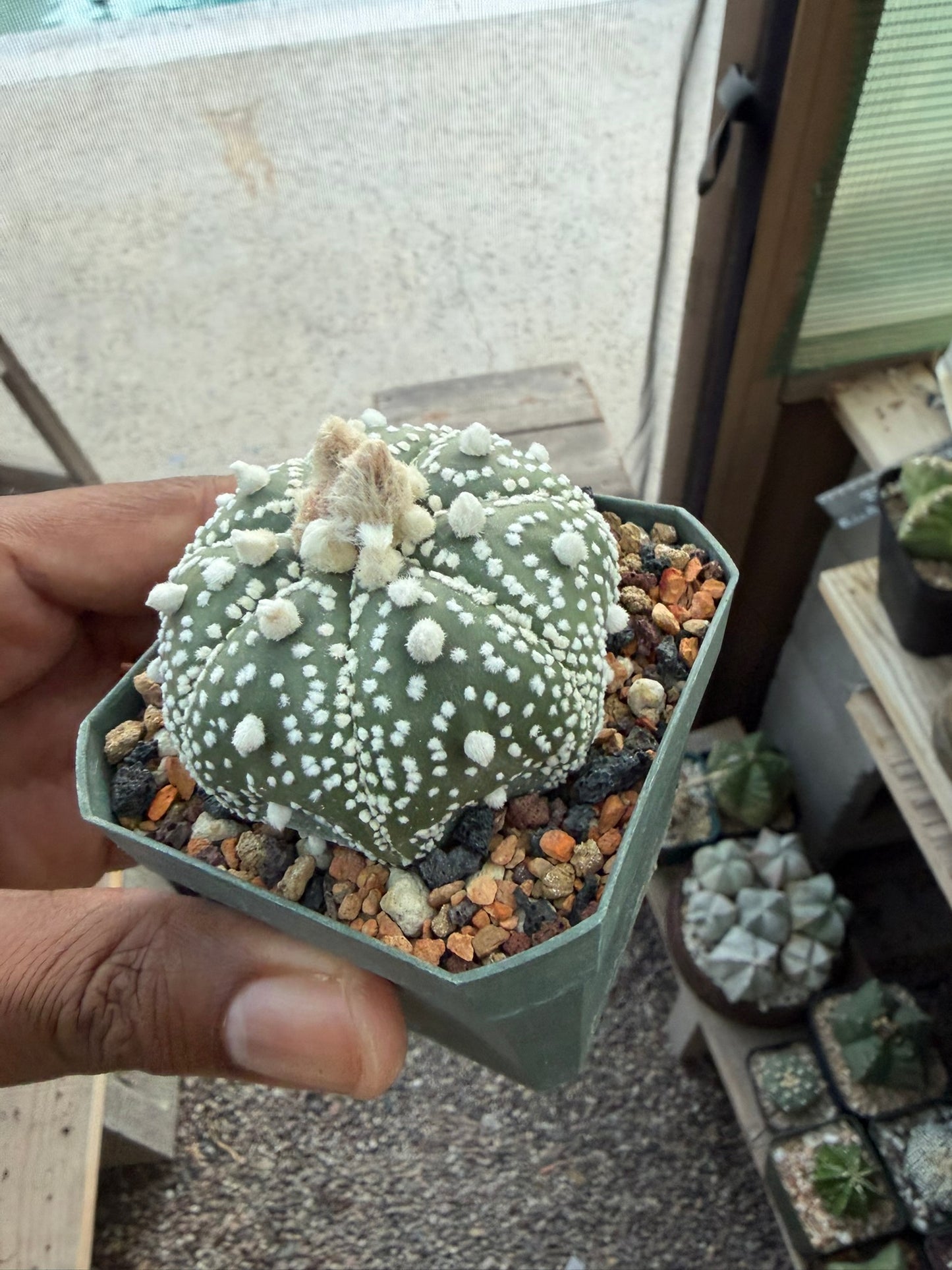 Astrophytum asterias