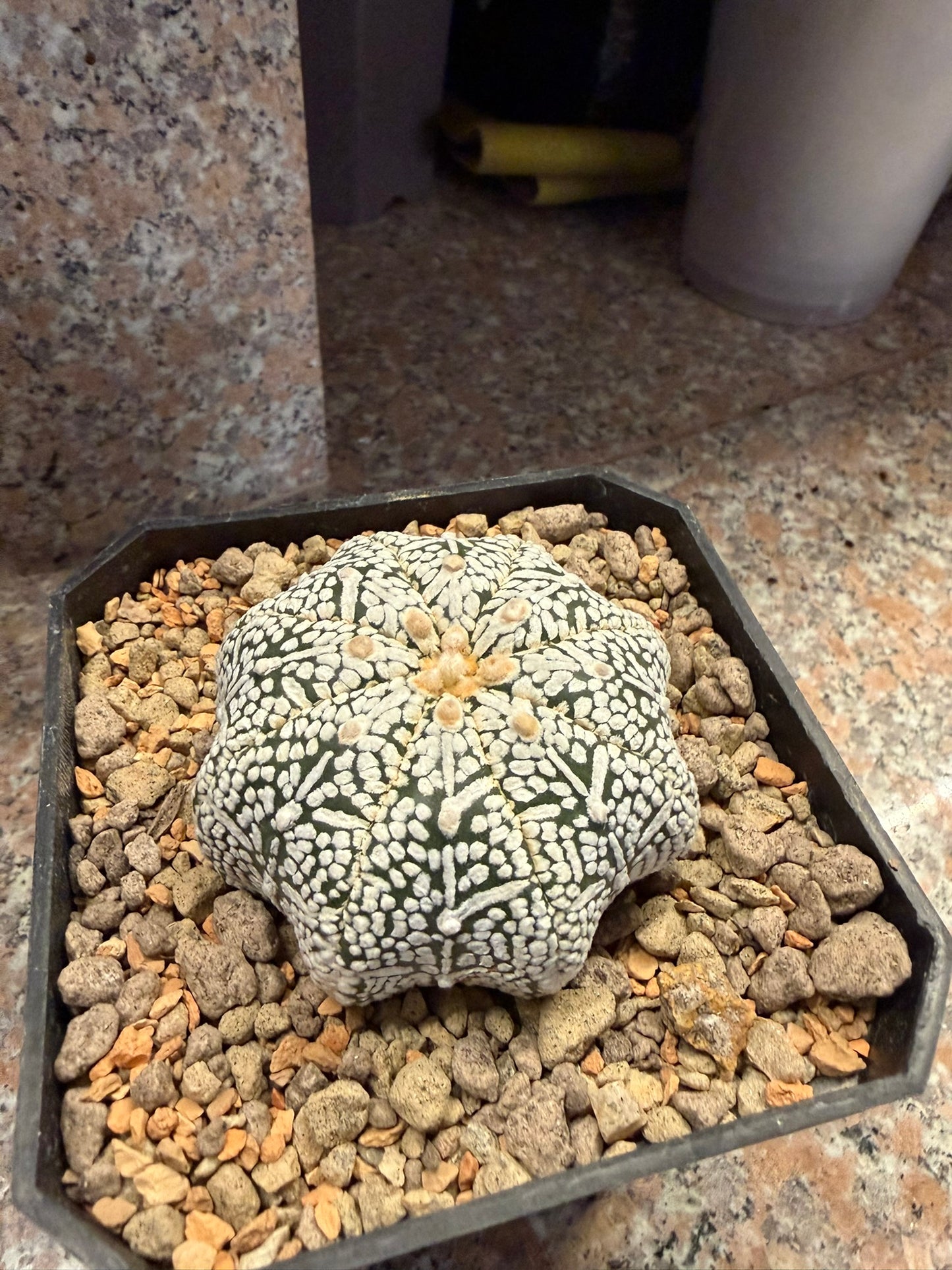 Astrophytum asterias Superkabuto
