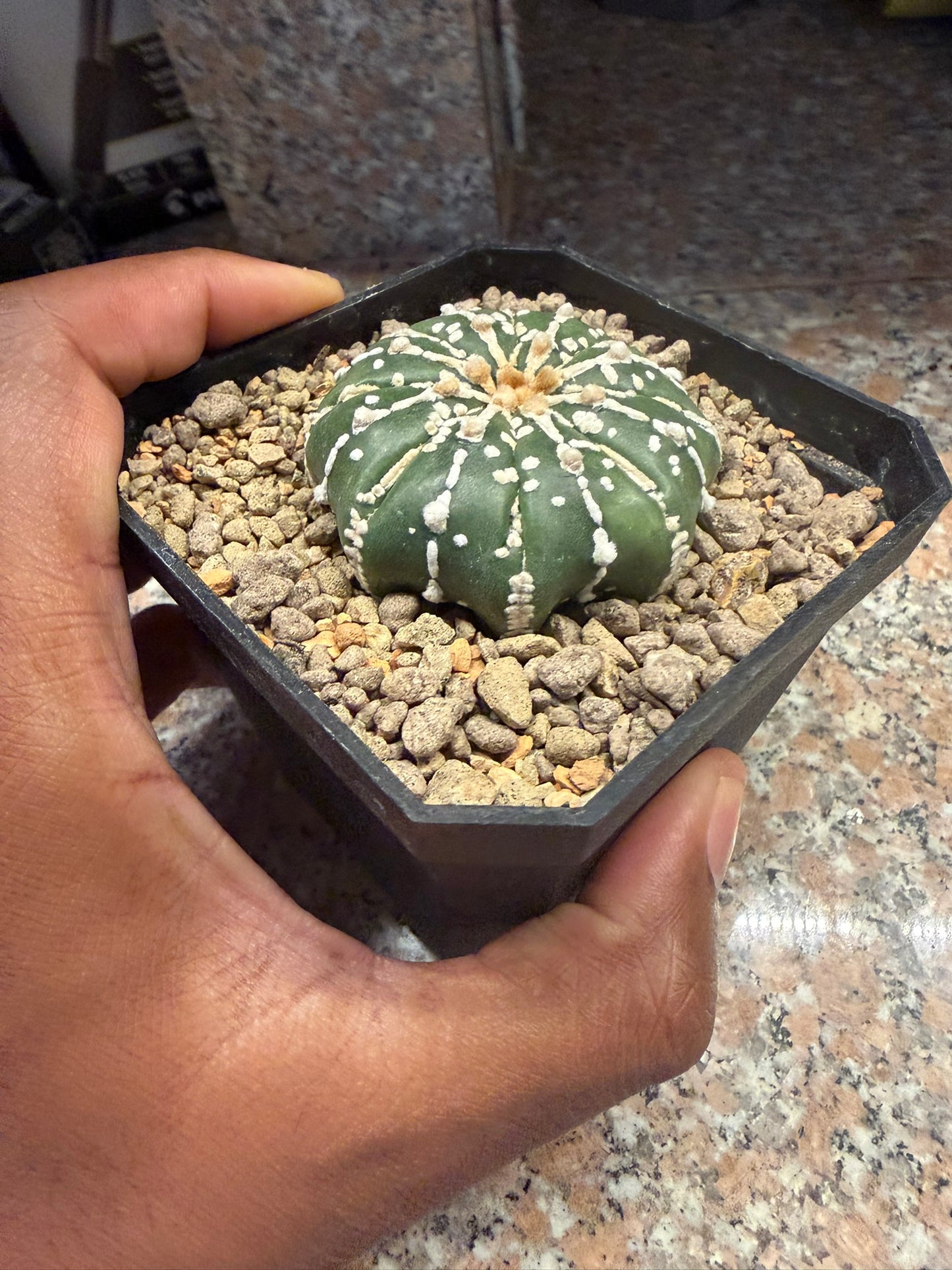 Astrophytum asterias Superkabuto