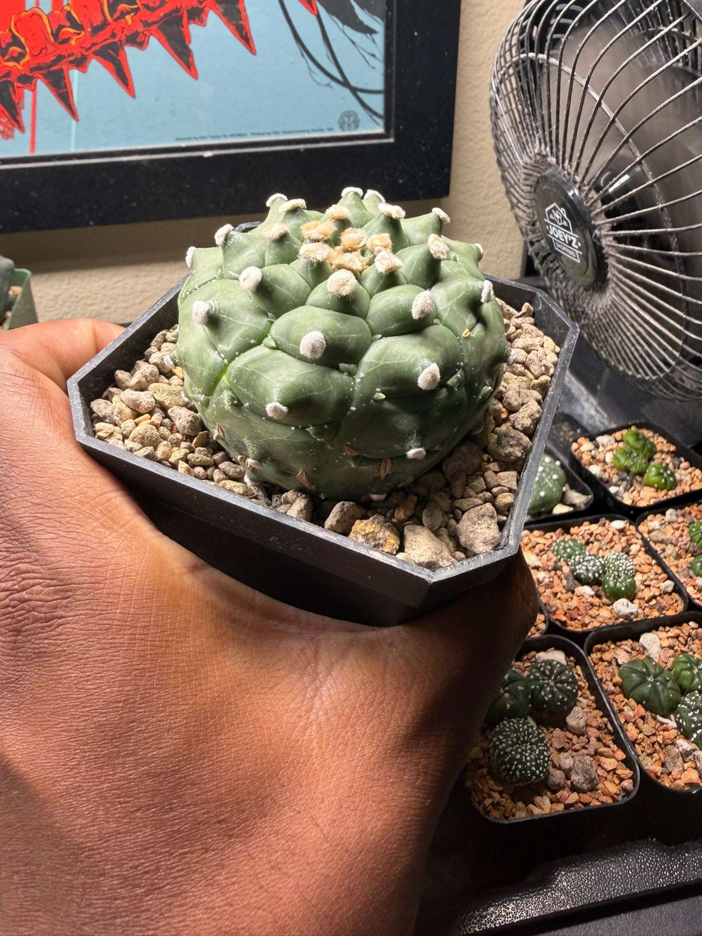 Astrophytum asterias Kikko