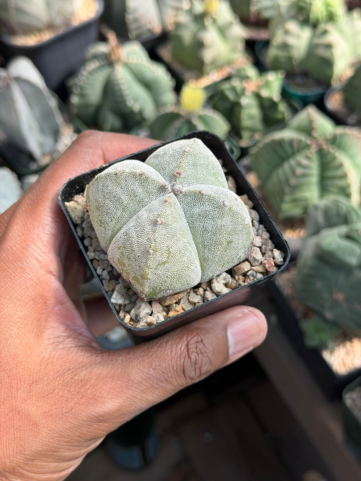 Astrophytum myriostigma quadricostatum