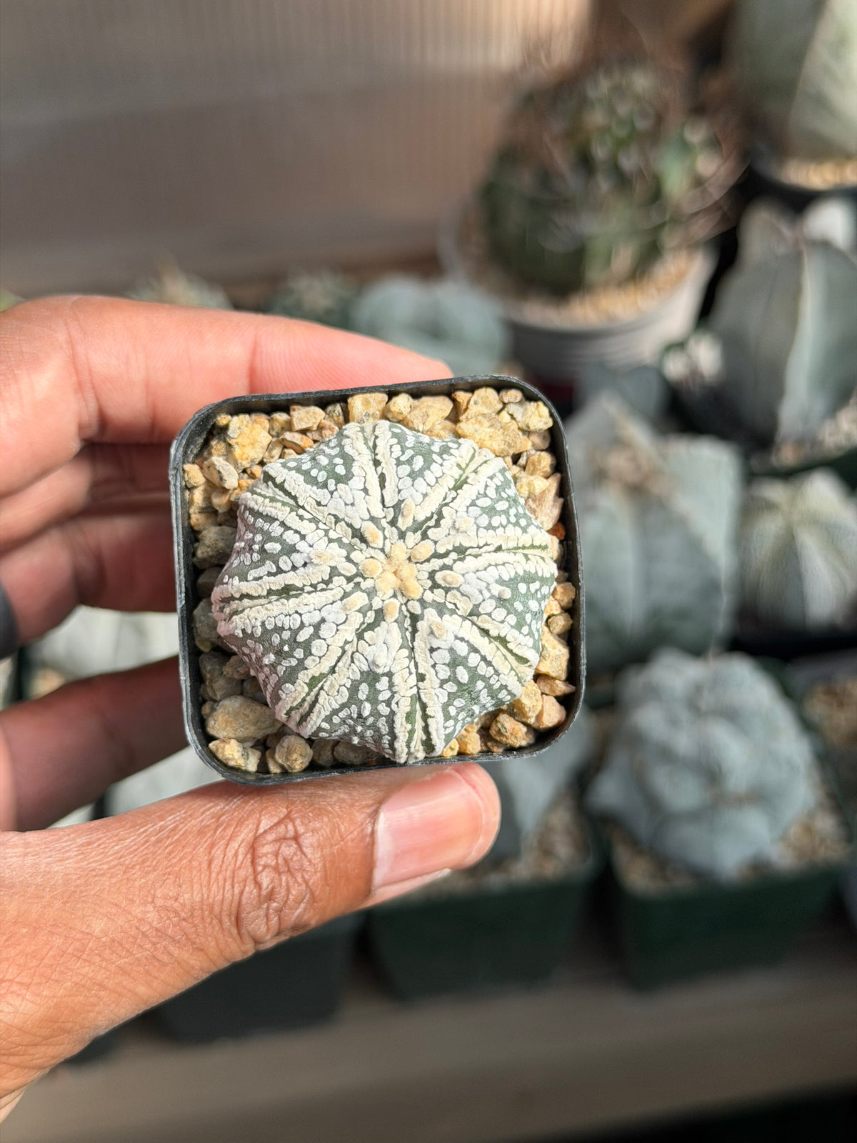 Astrophytum asterias Superkabuto Star Shape