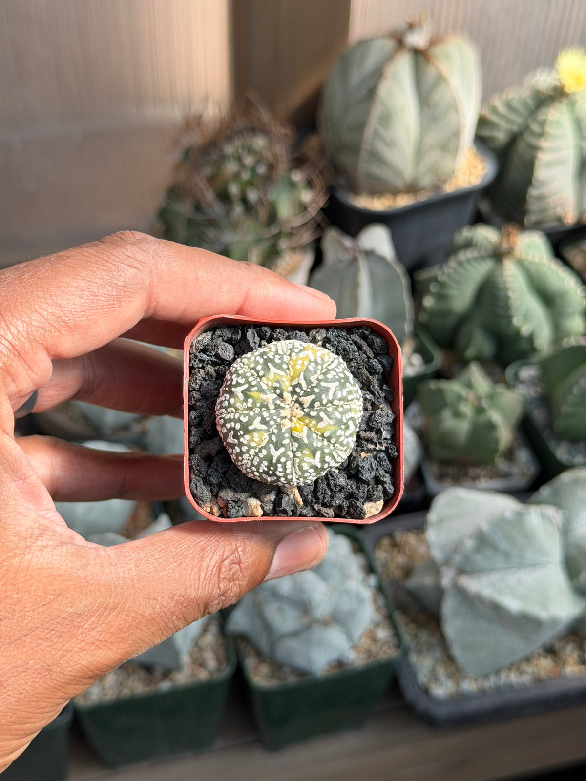 Astrophytum asterias Superkabuto V Type Variegated
