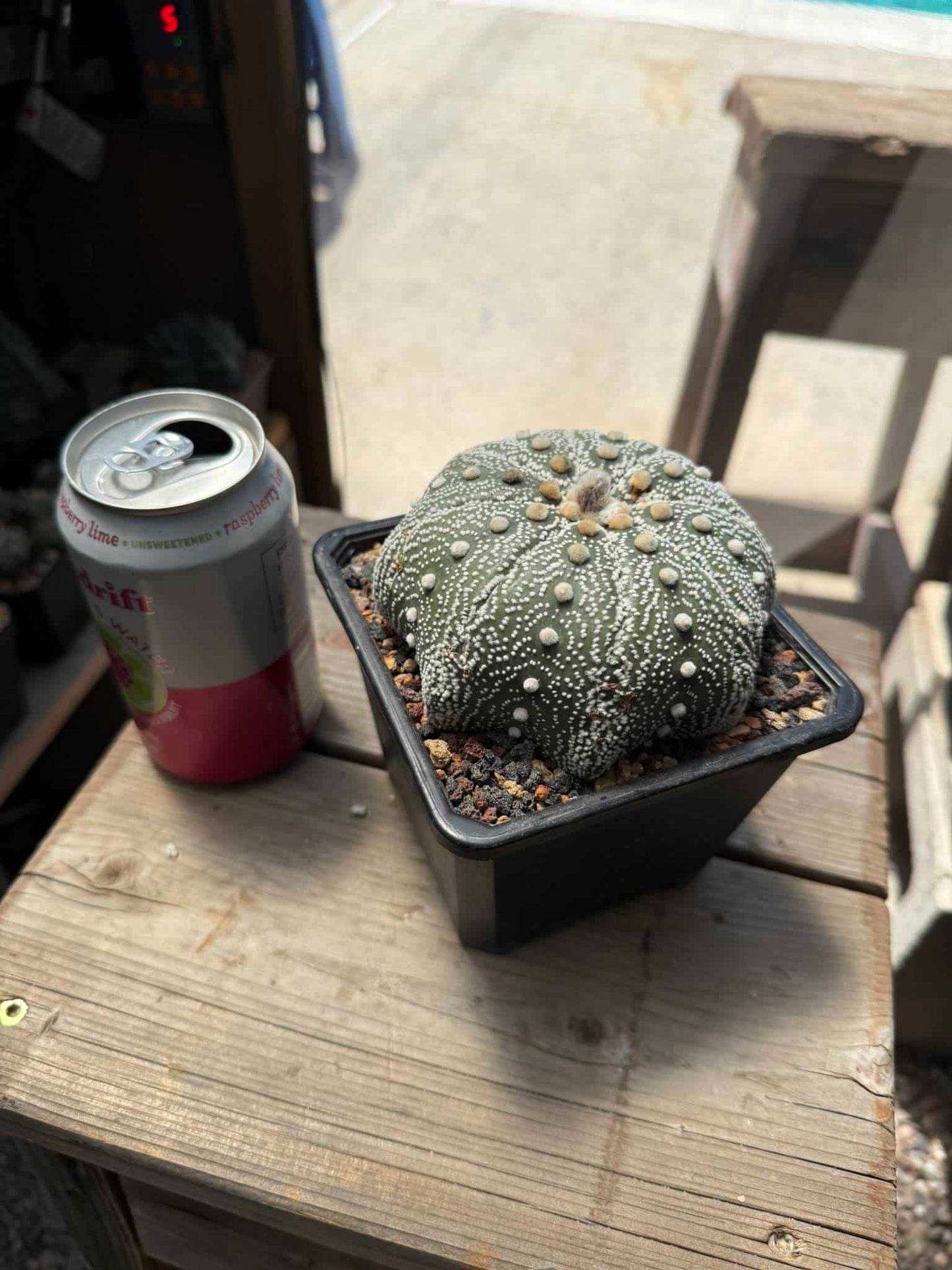 Astrophytum asterias Iwata Star Shape