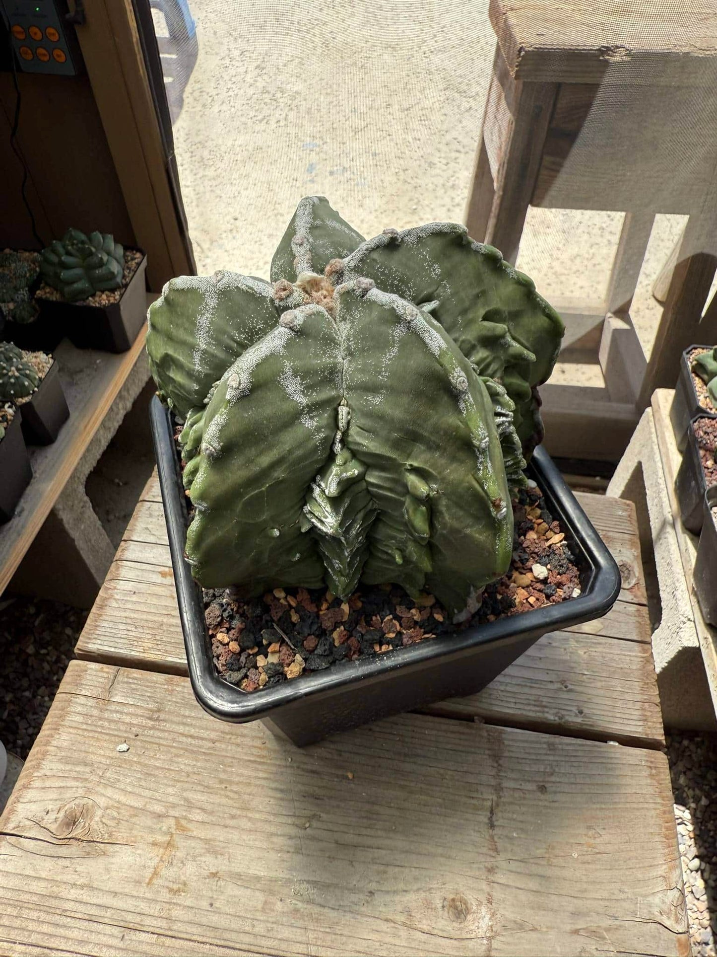 Astrophytum myriostigma Fukuryu