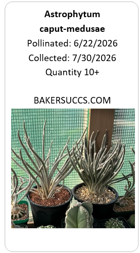 Astrophytum caput-medusae 10+ Seeds