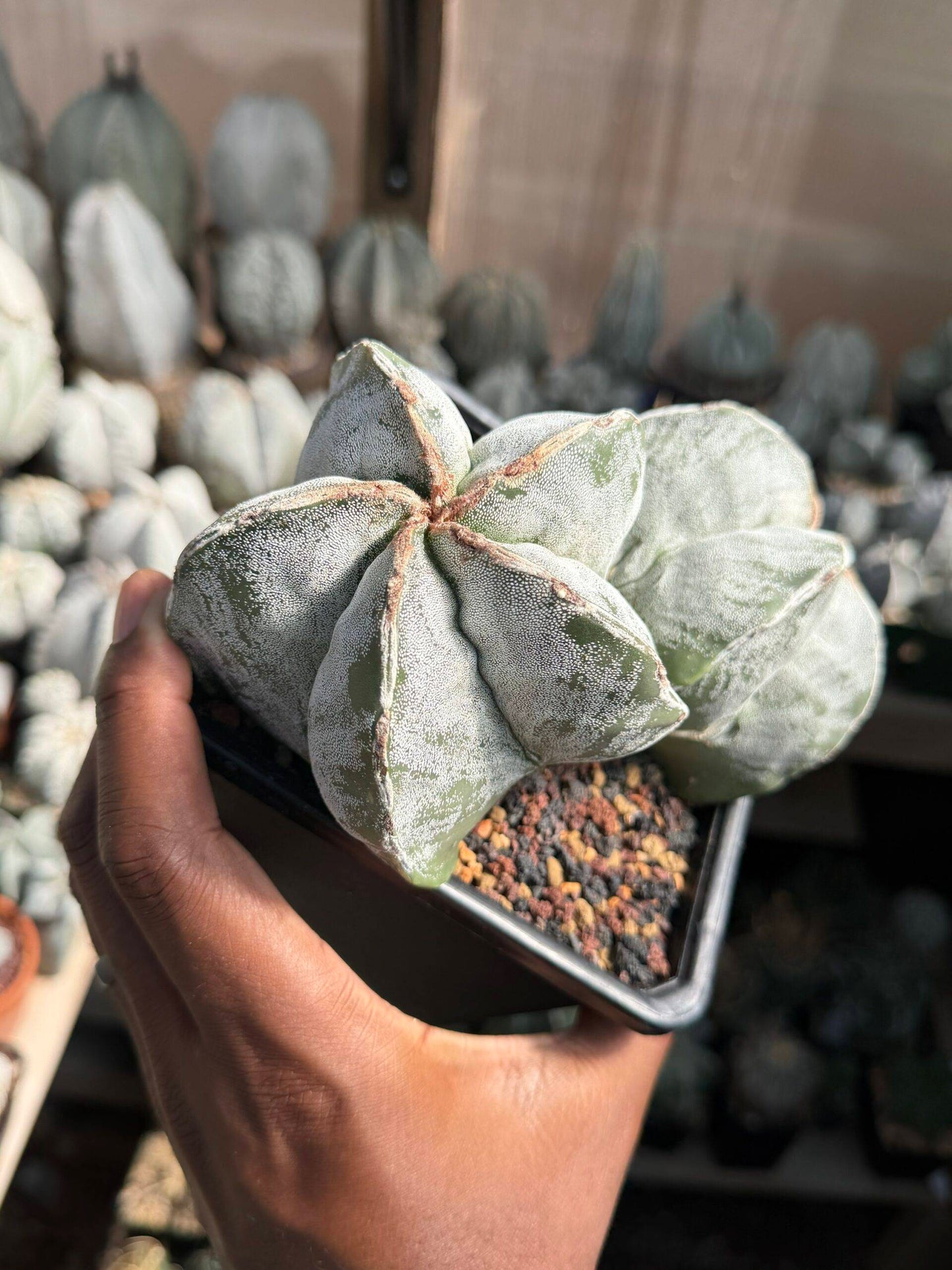 Astrophytum myriostigma Hakujo 2 Headed