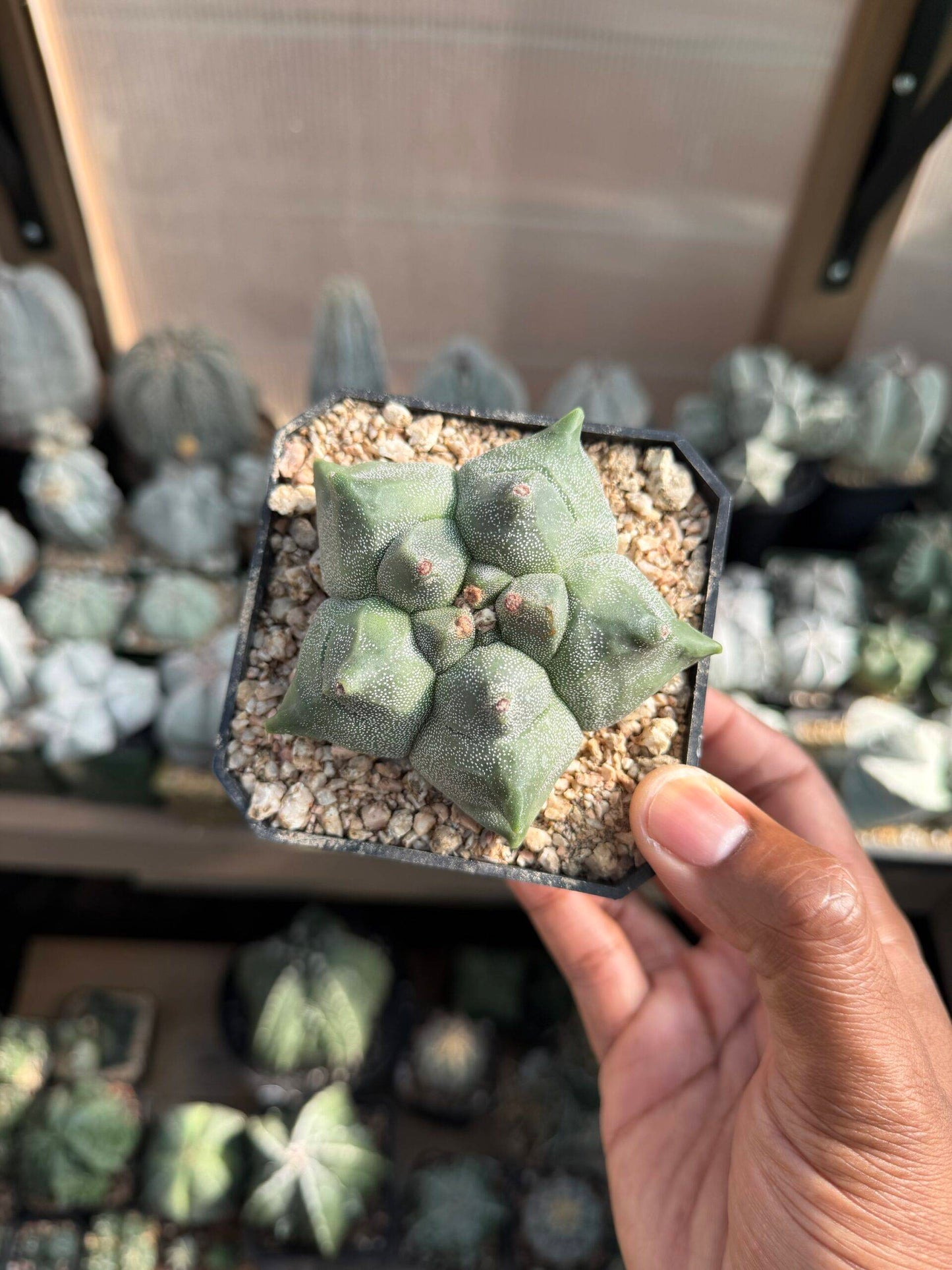 Astrophytum myriostigma Kikko