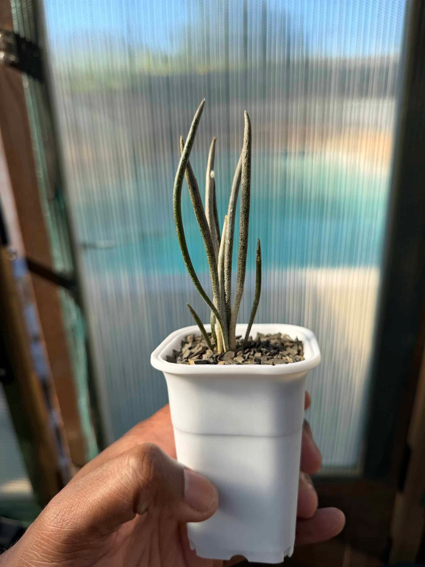 Astrophytum caput-medusae