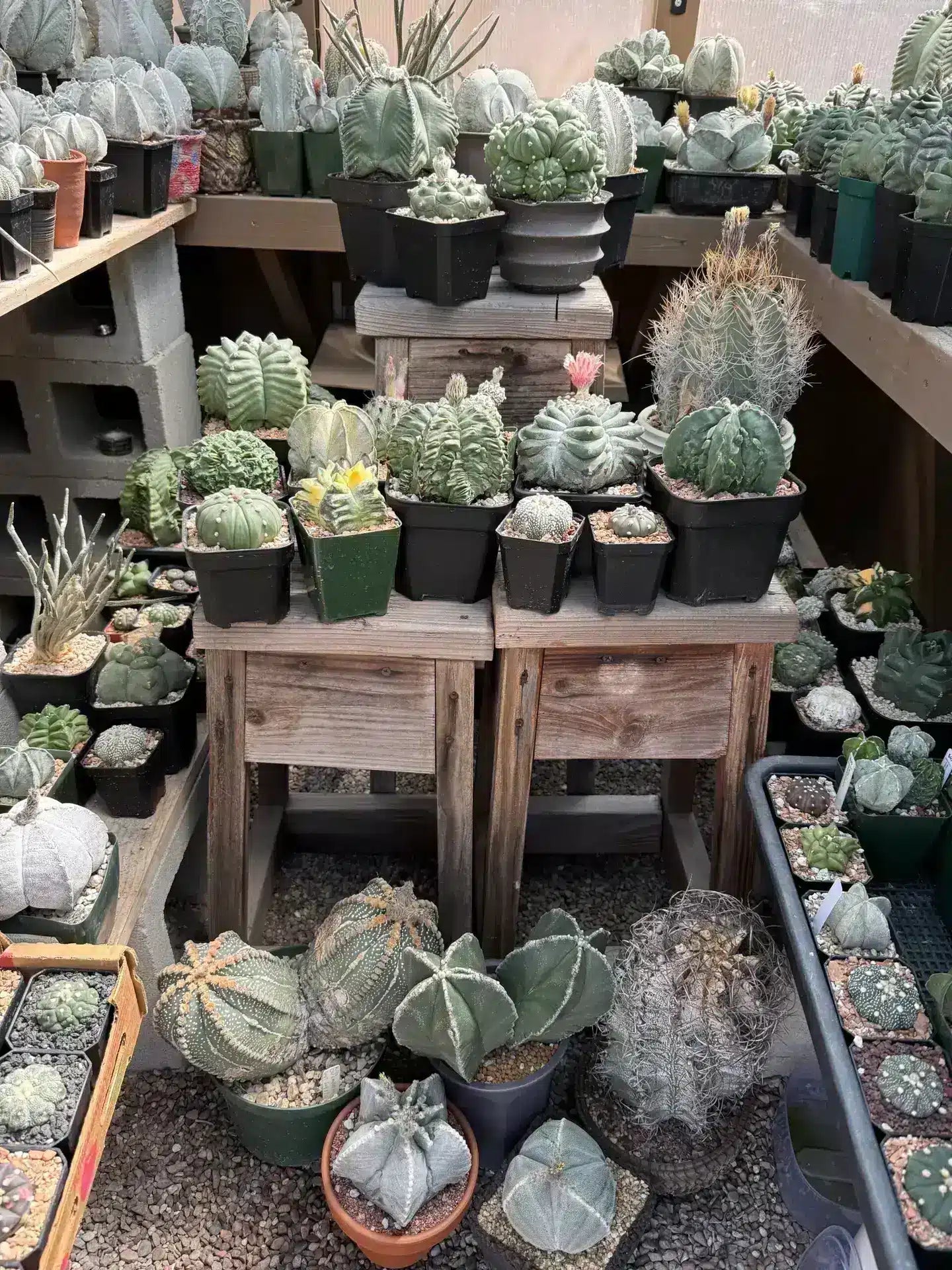 Bakersuccs Greenhouse Astro Seed Mix 100+