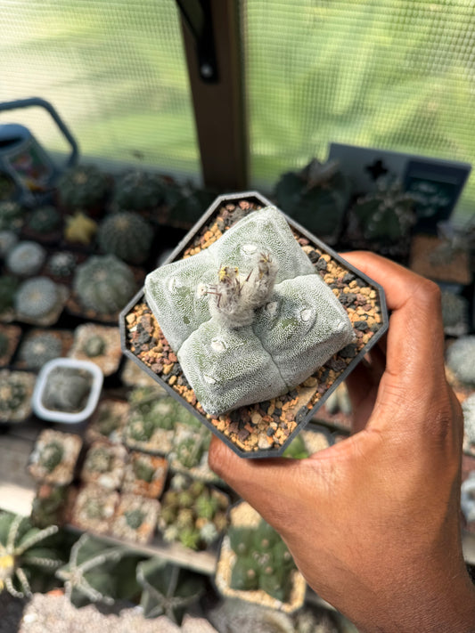 Astrophytum myriostigma Kikko Quadricostatum