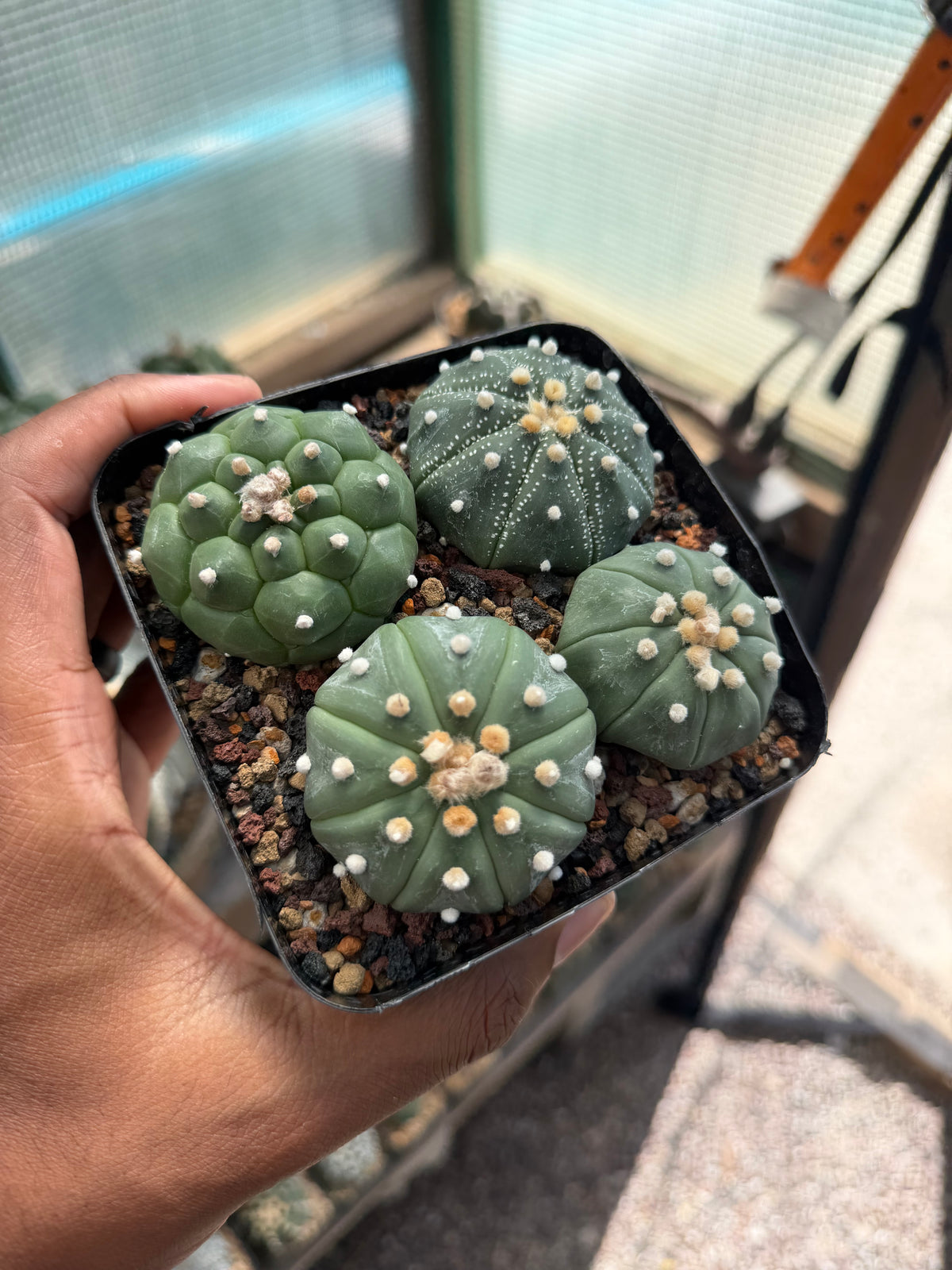 Astrophytum asterias Bundle