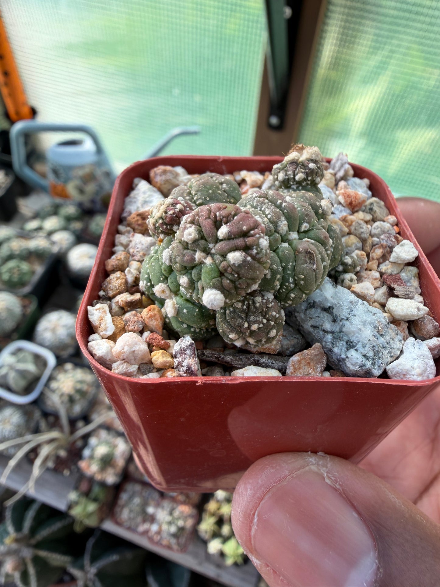 Astrophytum asterias Kikko Lizard Skin Cluster