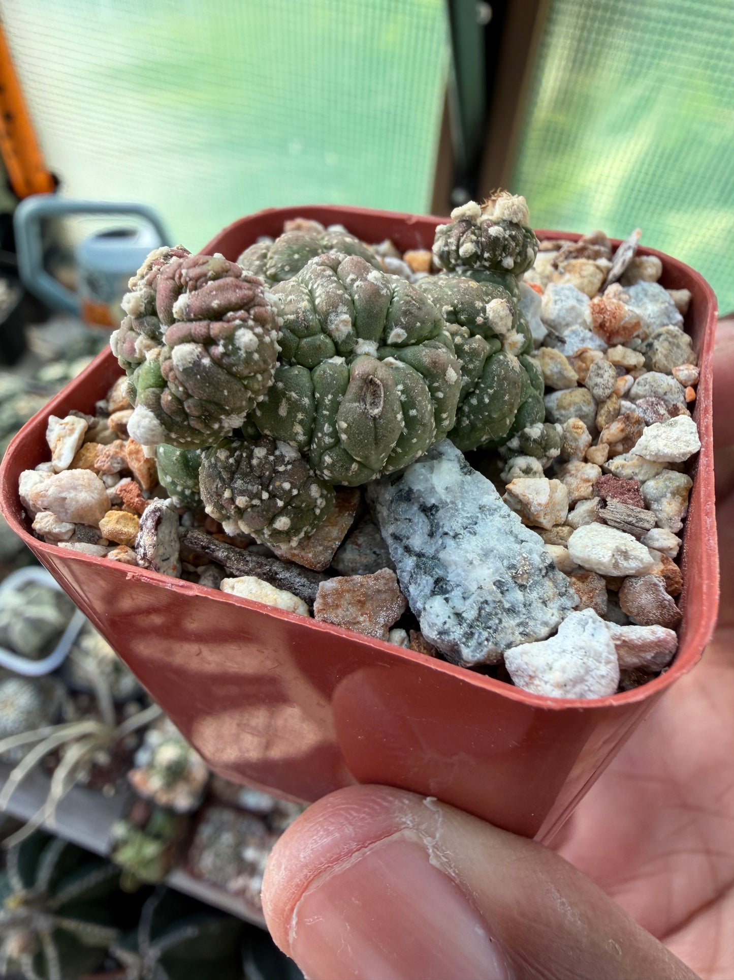 Astrophytum asterias Kikko Lizard Skin Cluster