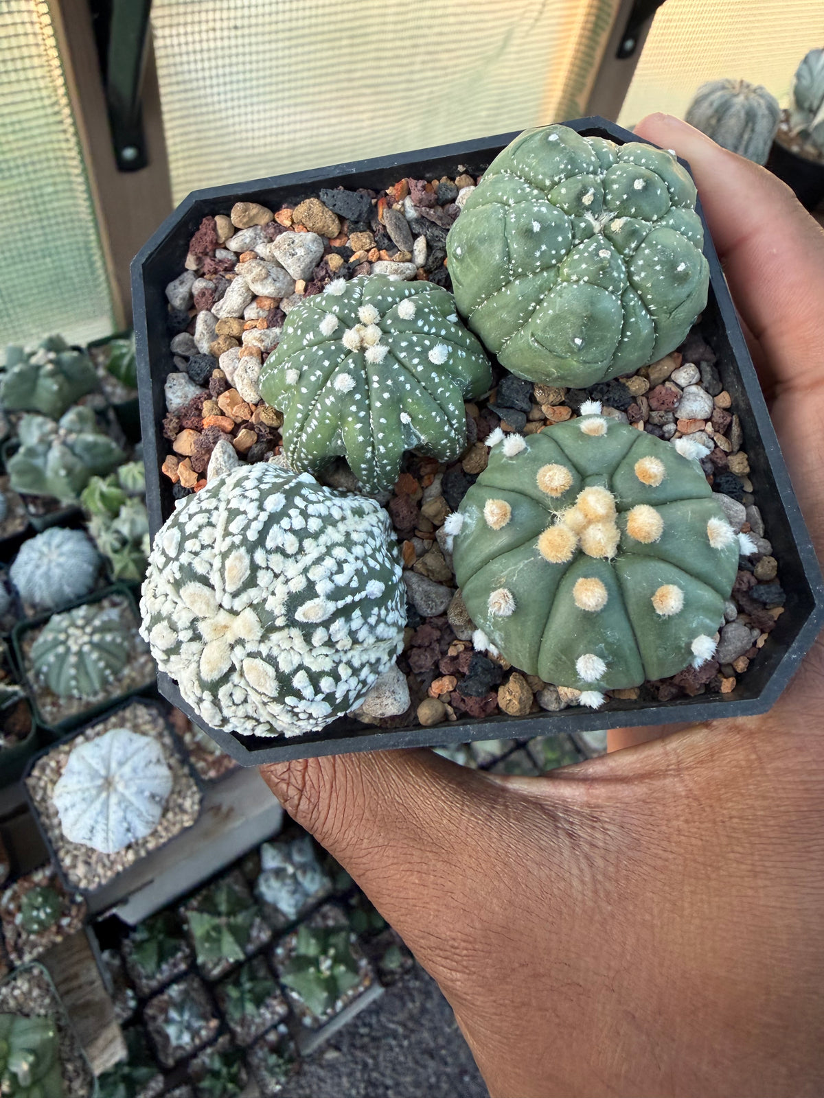 Astrophytum asterias Bundle