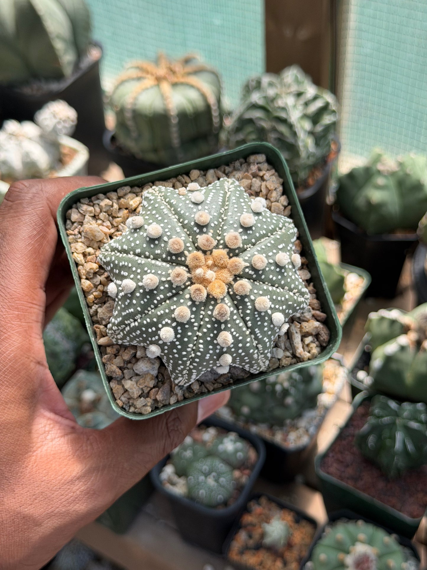 Astrophytum asterias Star Shape