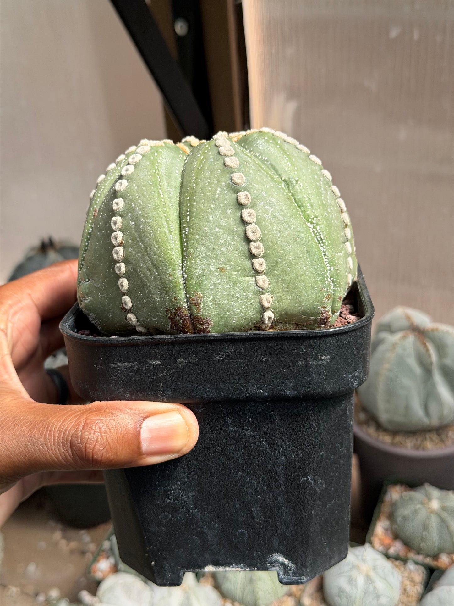Astrophytum asterias Rensei Fukuryu