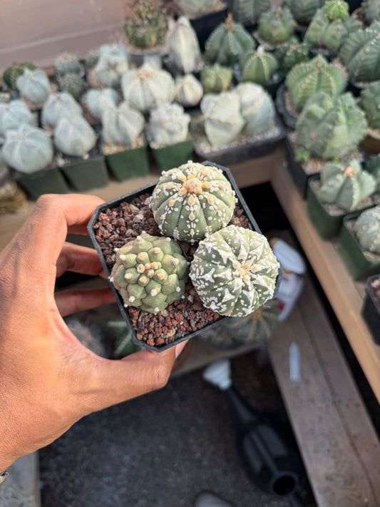 Astrophytum asterias Superkabuto Bundle