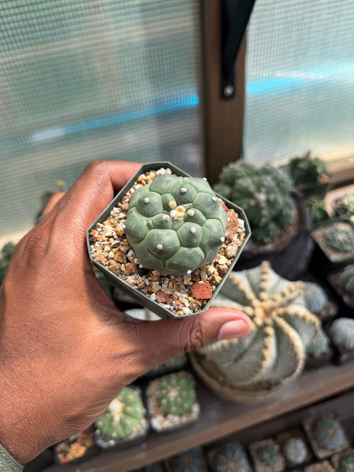 Astrophytum asterias Kikko
