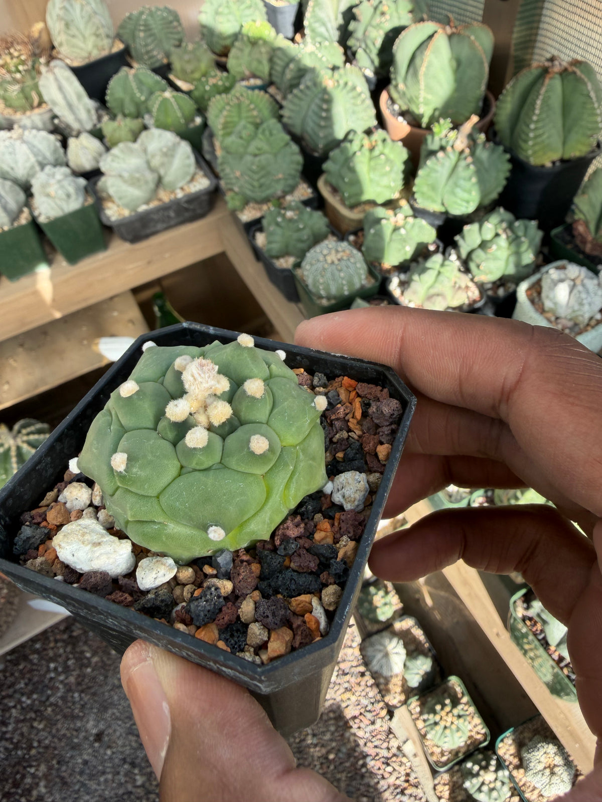 Astrophytum asterias Kikko