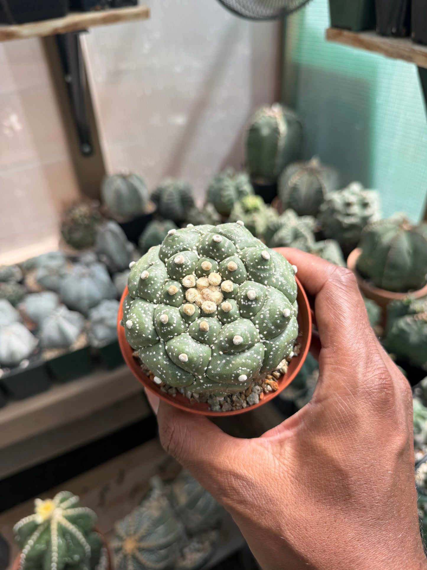 Astrophytum asterias Kikko