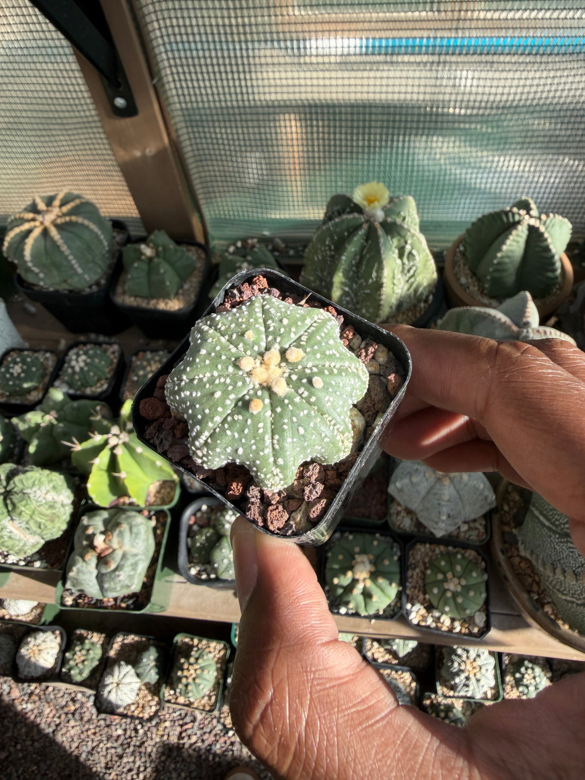 Astrophytum asterias Star Shape