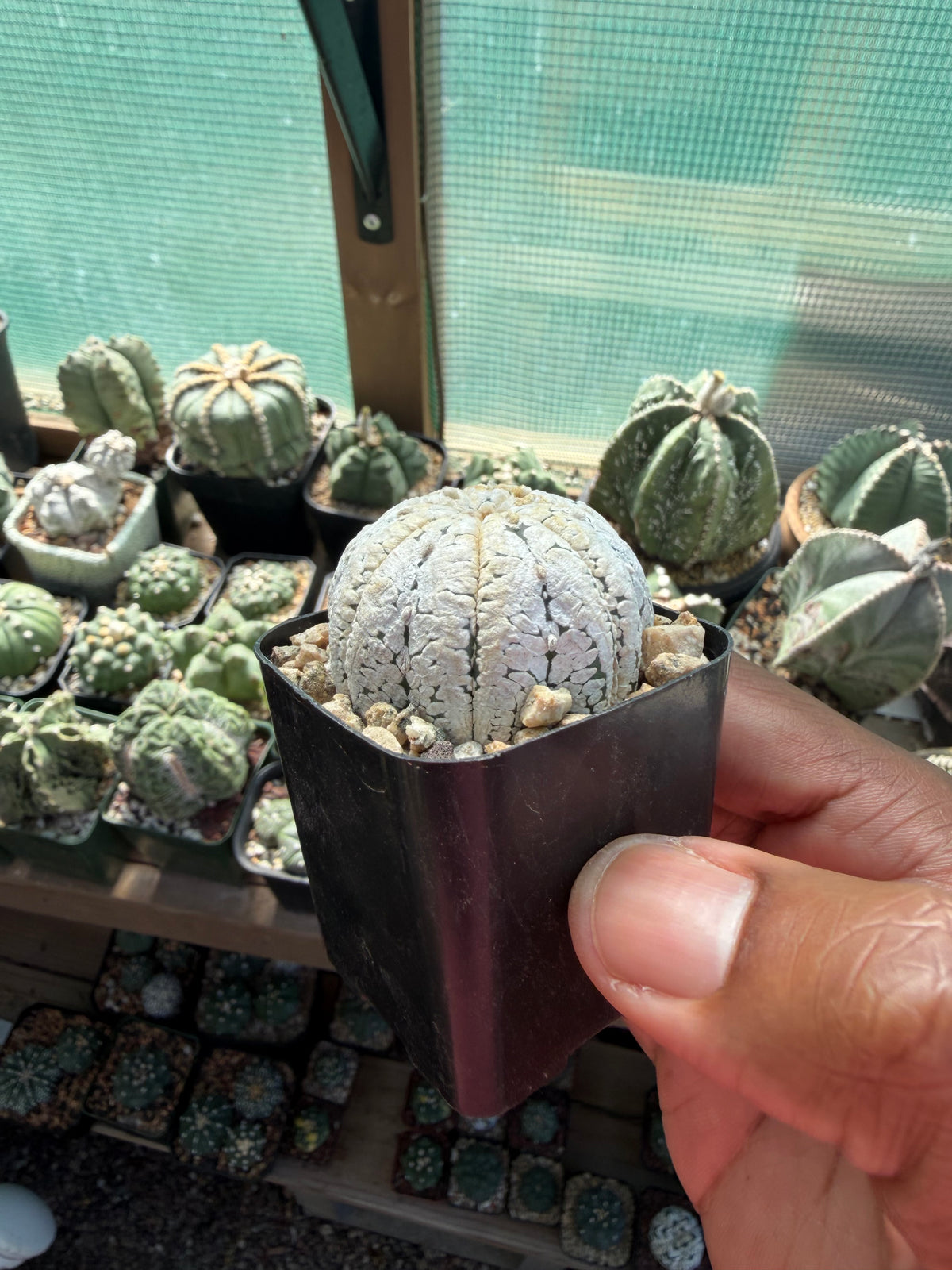 Astrophytum asterias Superkabuto Snow