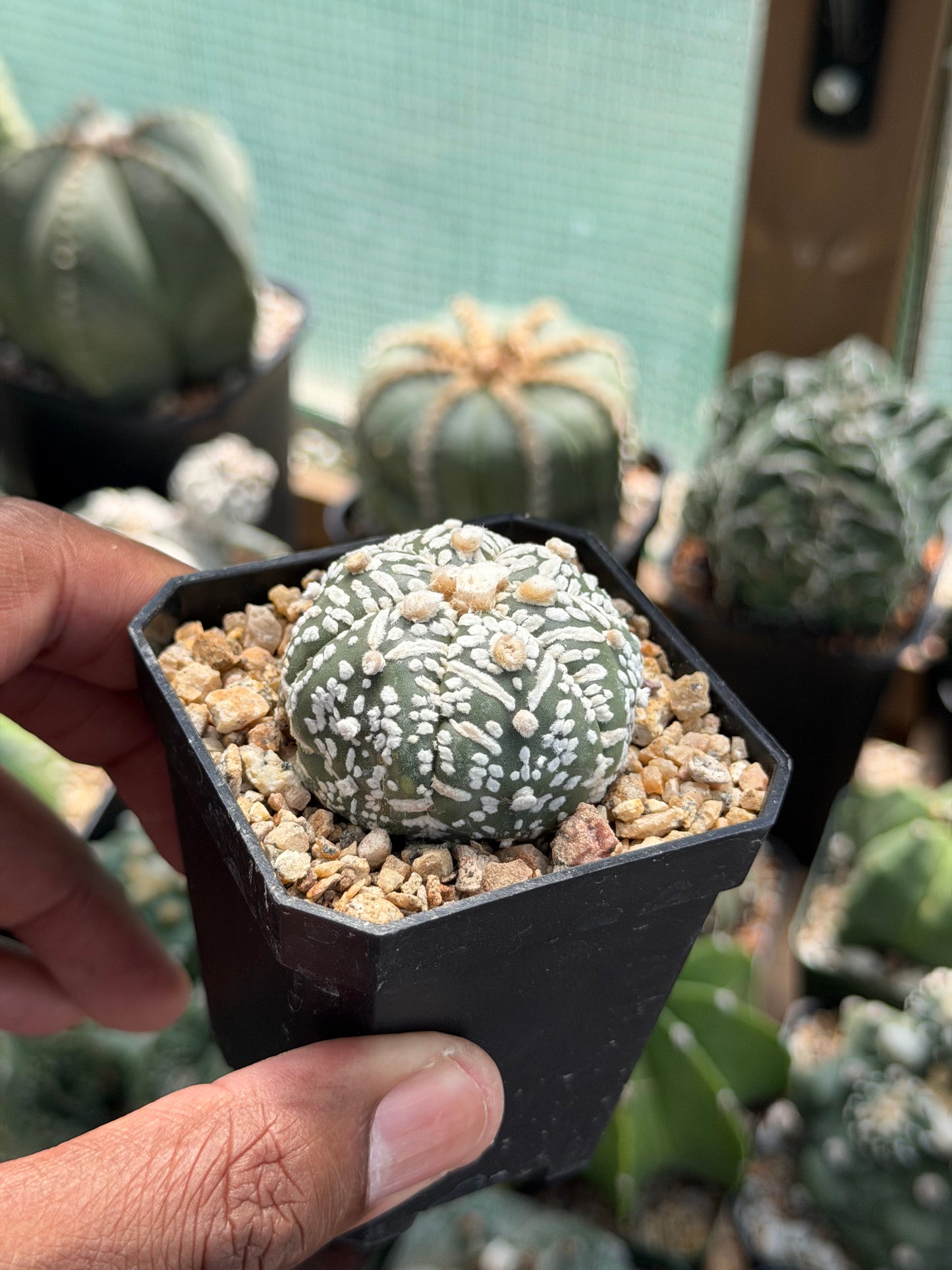 Astrophytum asterias Superkabuto V-Type