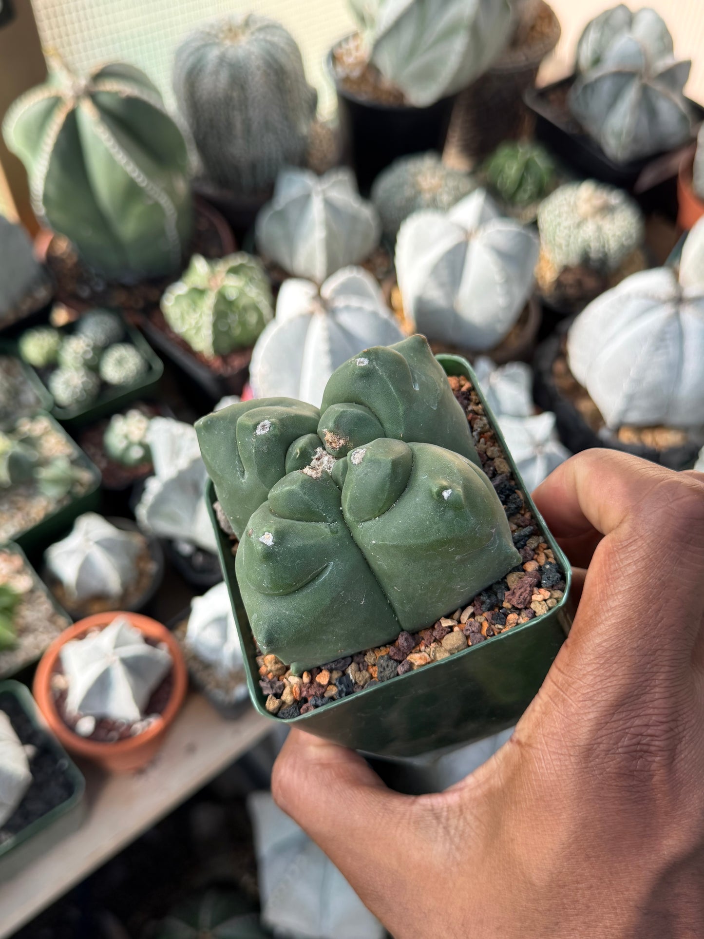 Astrophytum myriostigma Kikko Quadricostatum