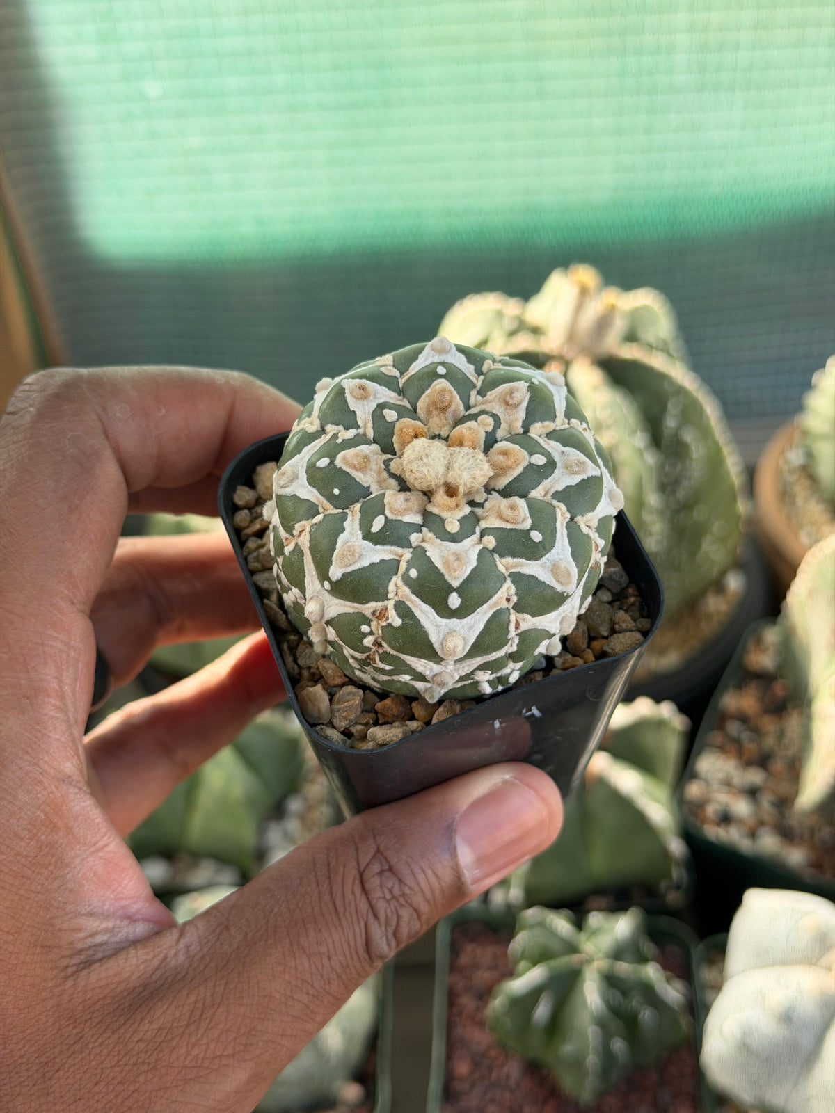 Astrophytum asterias Superkabuto V-Type