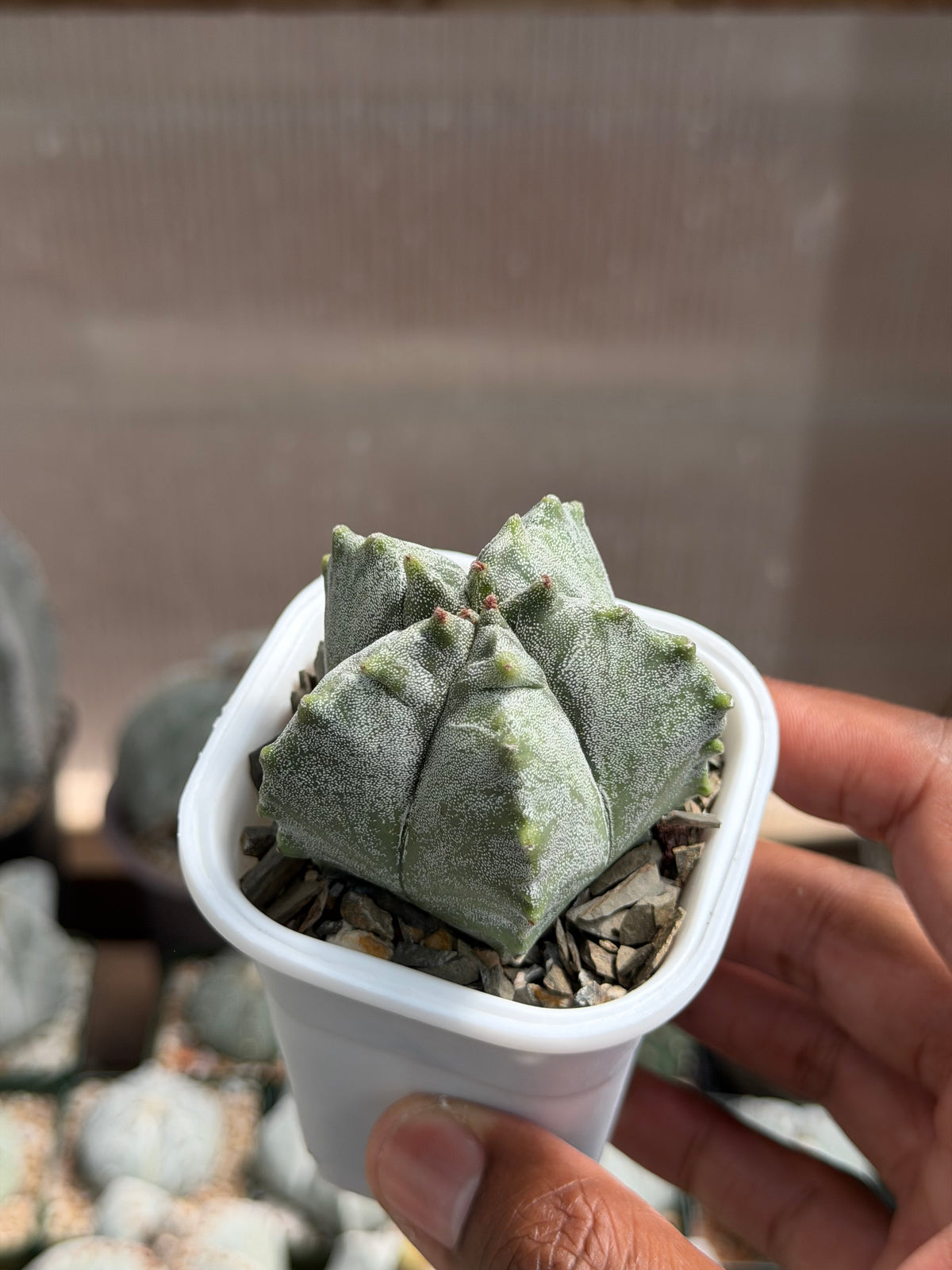 Astrophytum myriostigma Kikko