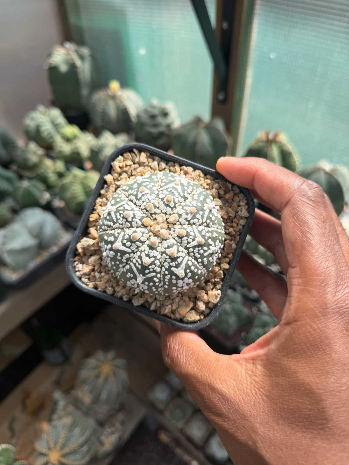 Astrophytum asterias Superkabuto V-Type