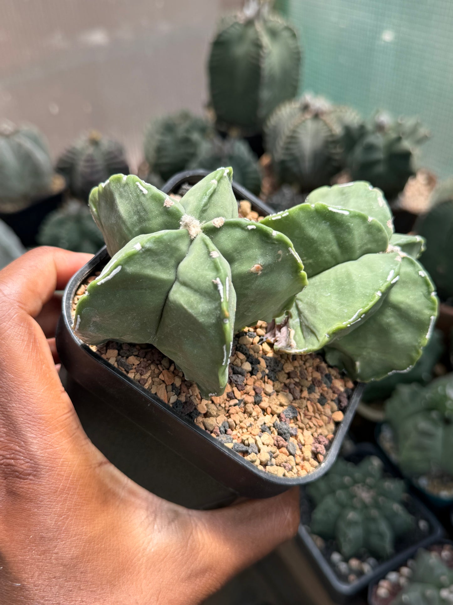 Astrophytum myriostigma Hakujo 2 Headed