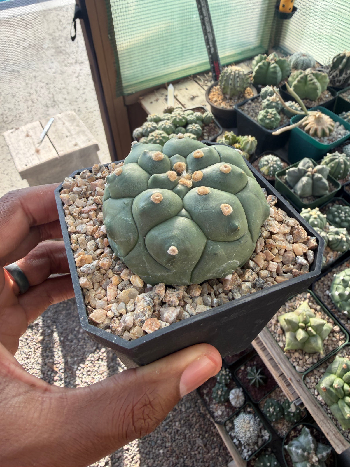 Astrophytum asterias Kikko