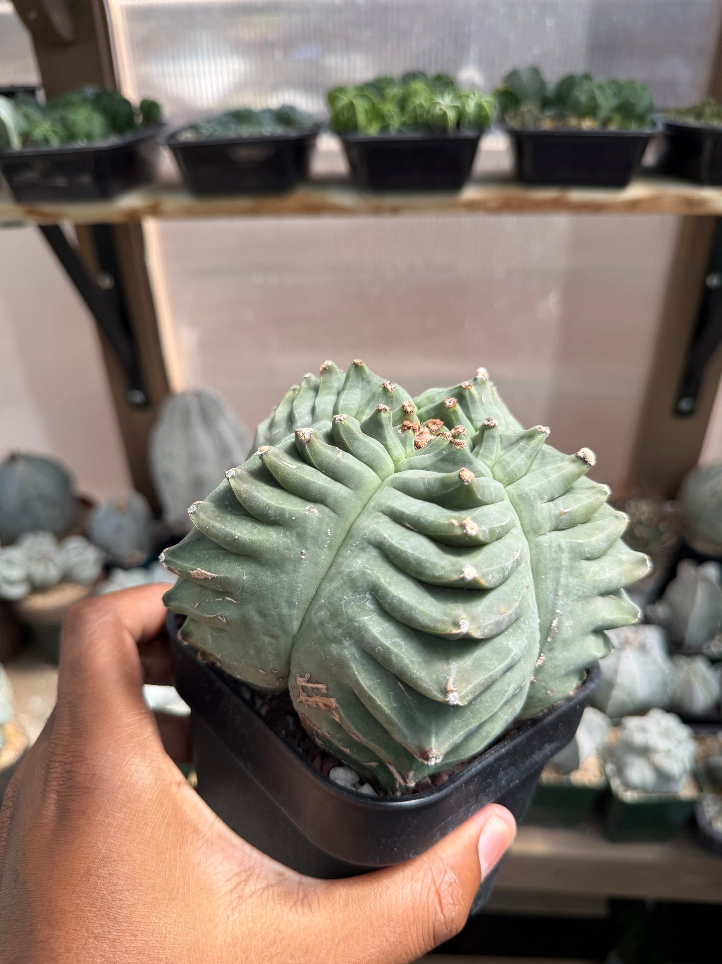 Astrophytum myriostigma Kikko Specimen