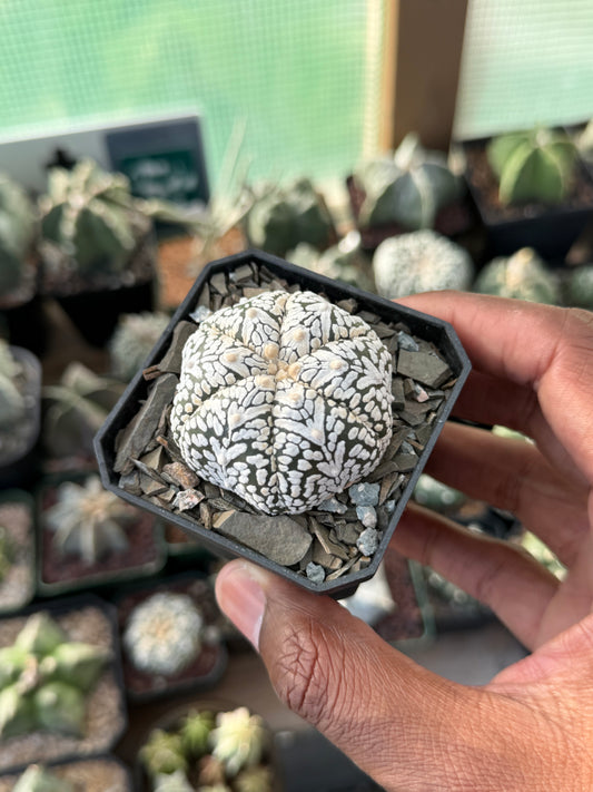 Astrophytum asterias Superkabuto V-Type