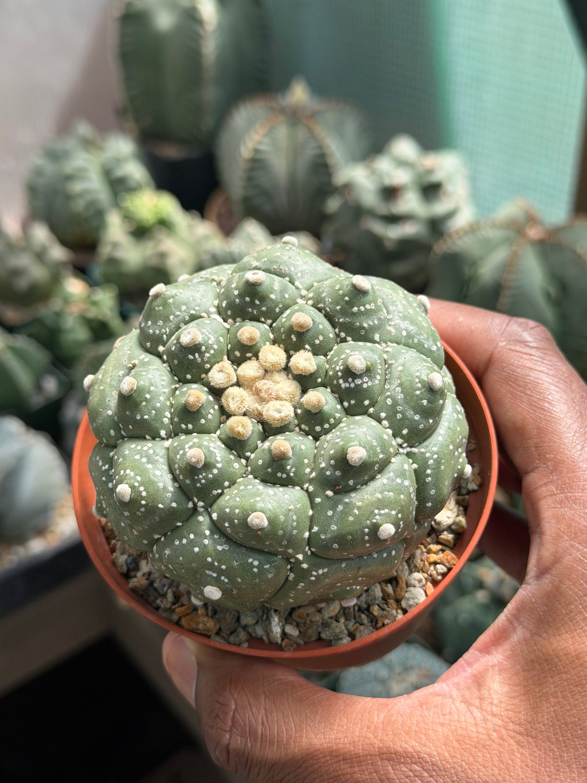 Astrophytum asterias Kikko