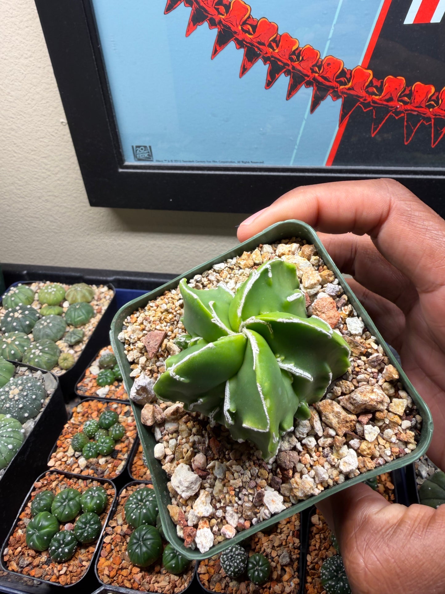 Astrophytum myriostigma Fukuryu Hakujo