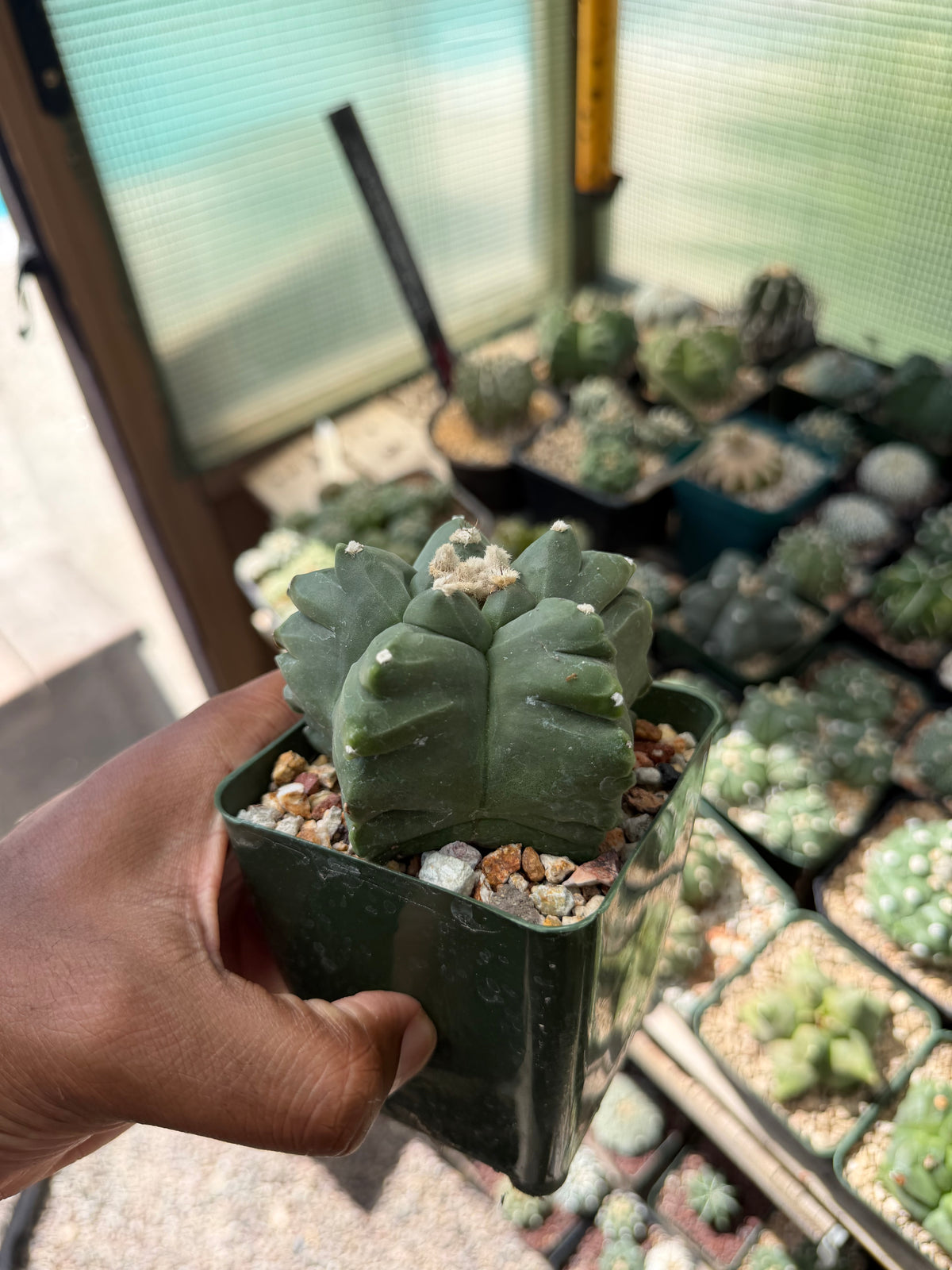 Astrophytum myriostigma Kikko