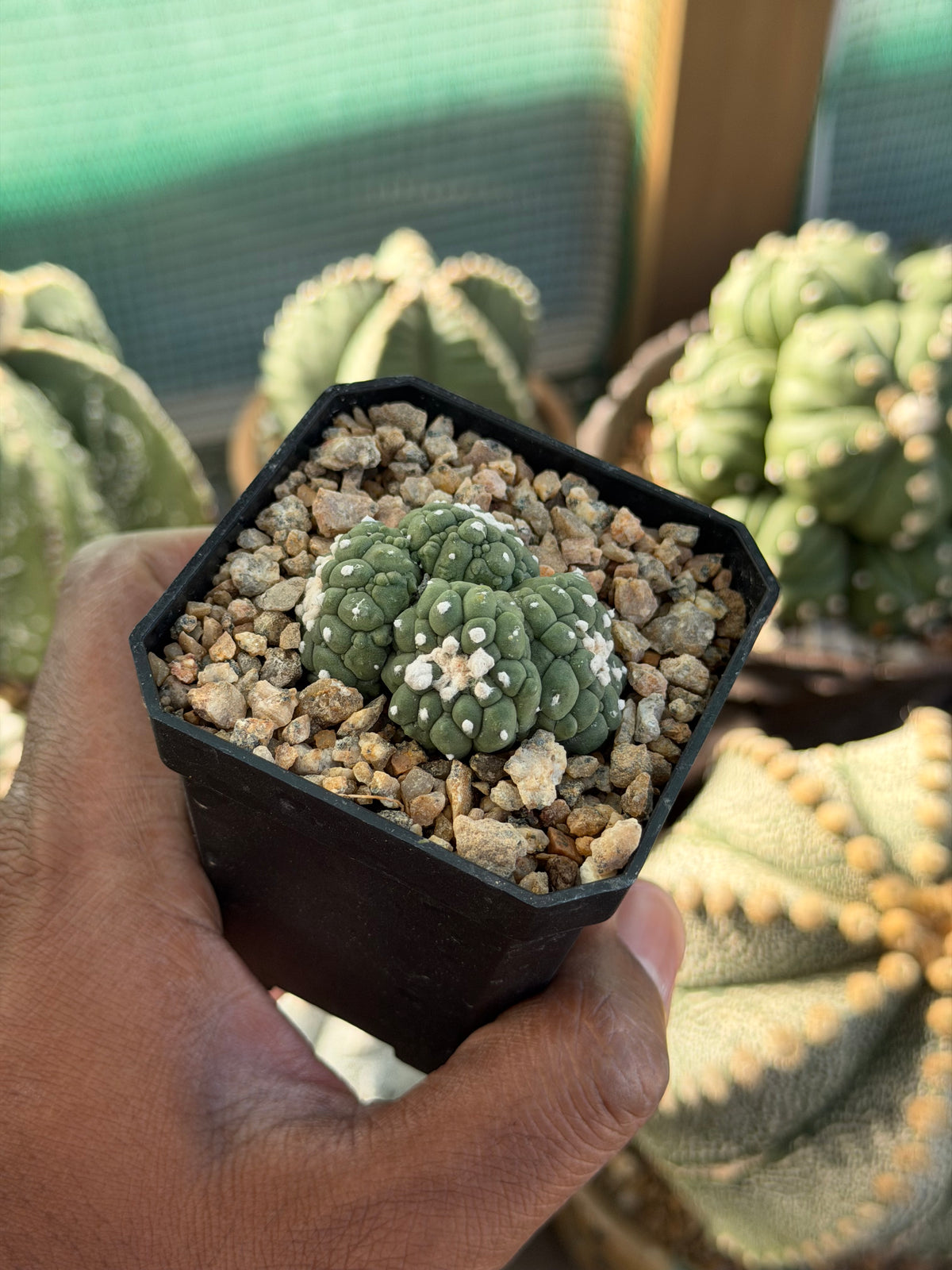 Astrophytum asterias Kikko Lizard Skin Cluster