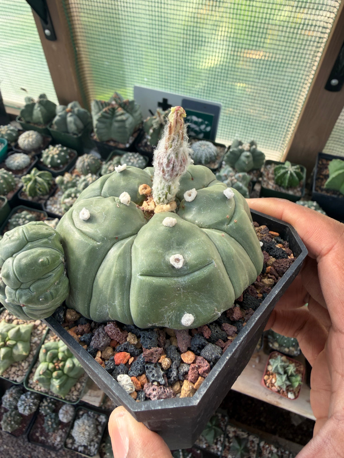 Astrophytum asterias Fukuryu Goryo