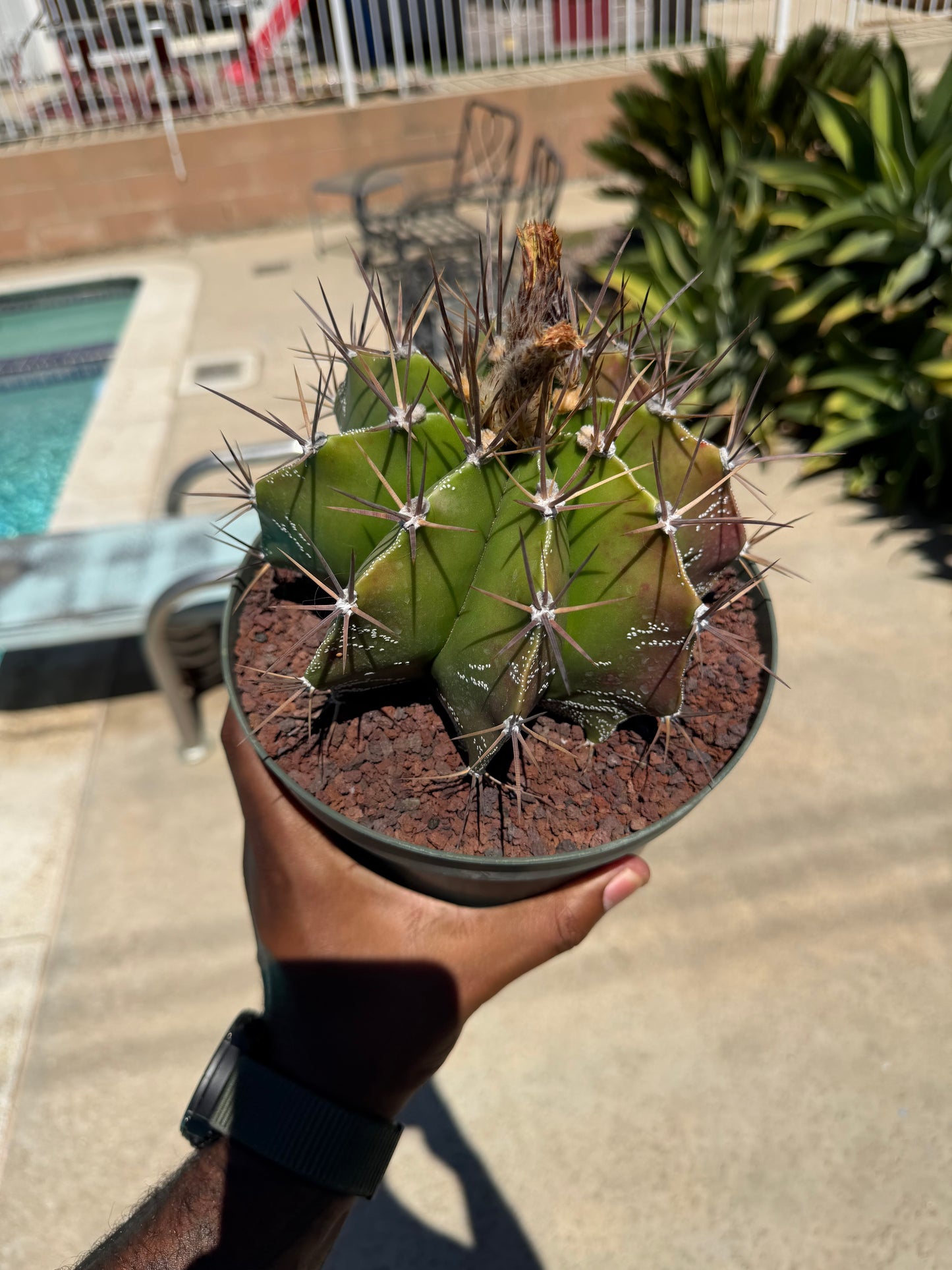 Astrophytum Ornatum