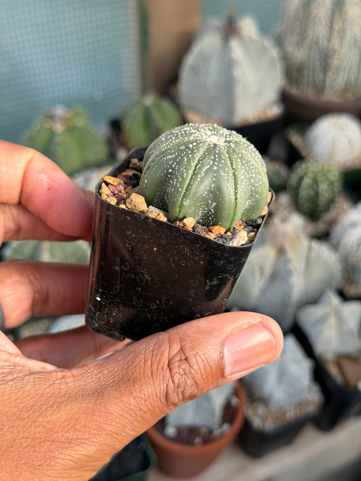 Astrophytum asterias Star Shape