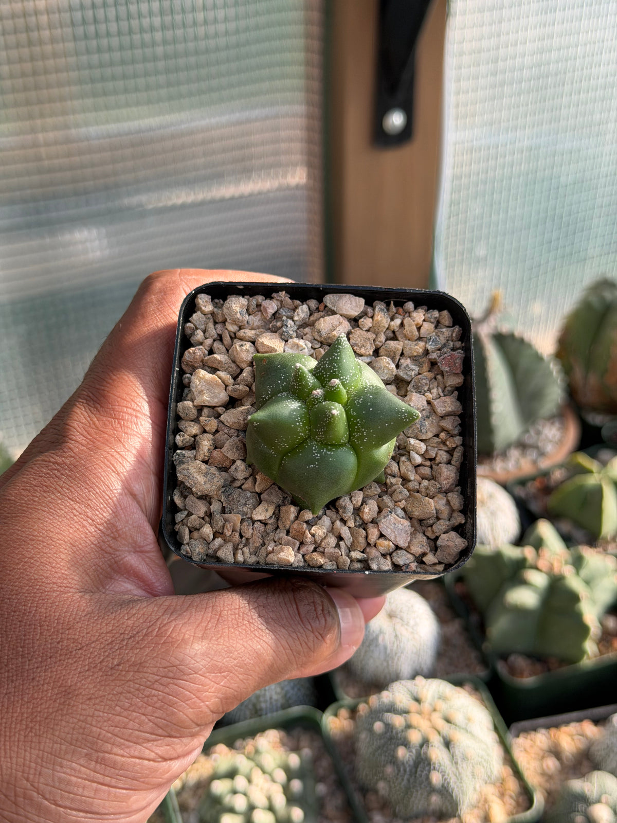 Astrophytum myriostigma Super Kikko
